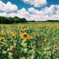 Sunflower Field in Upstate New York