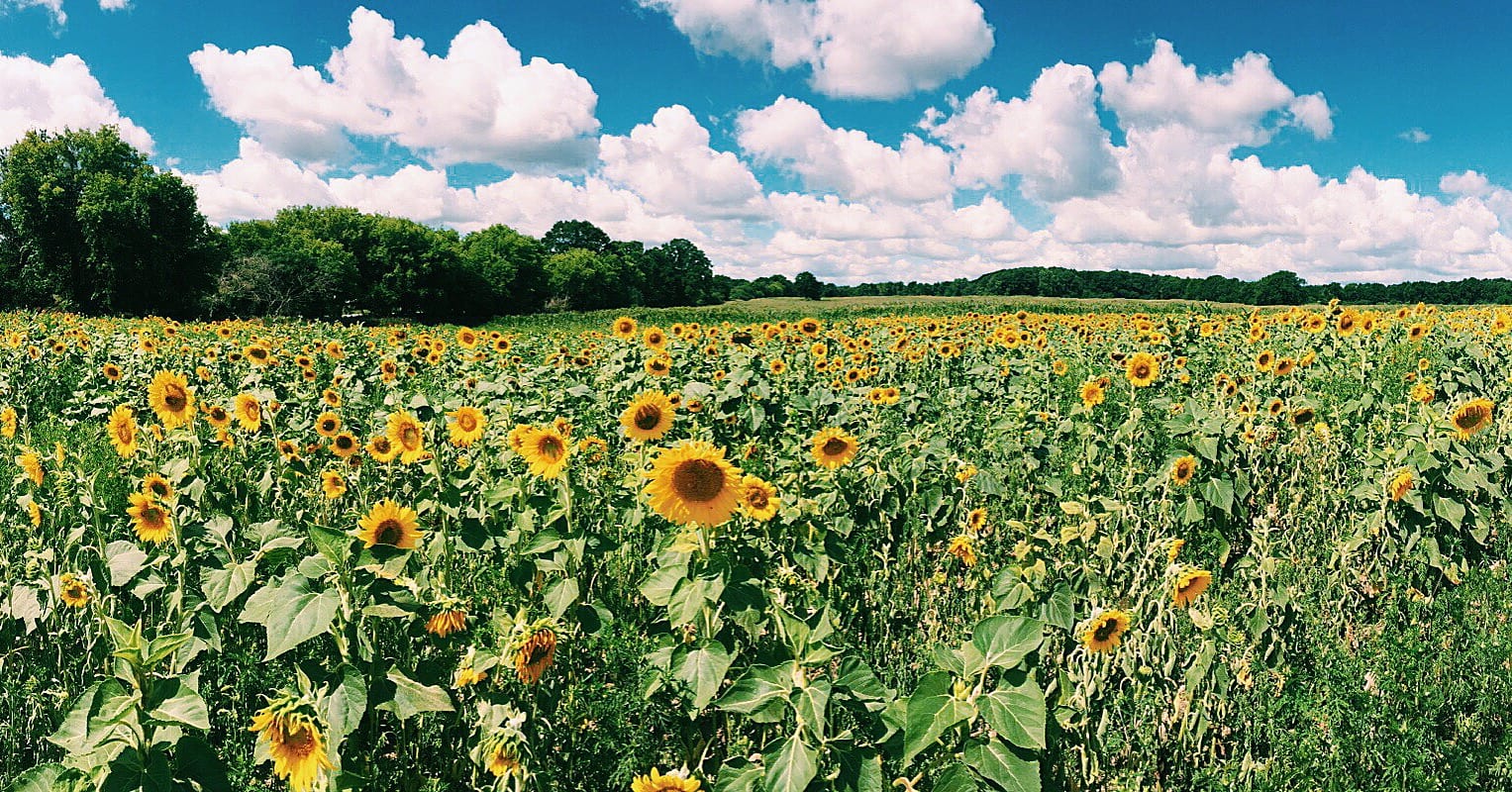 Sunflower Field in Upstate New York