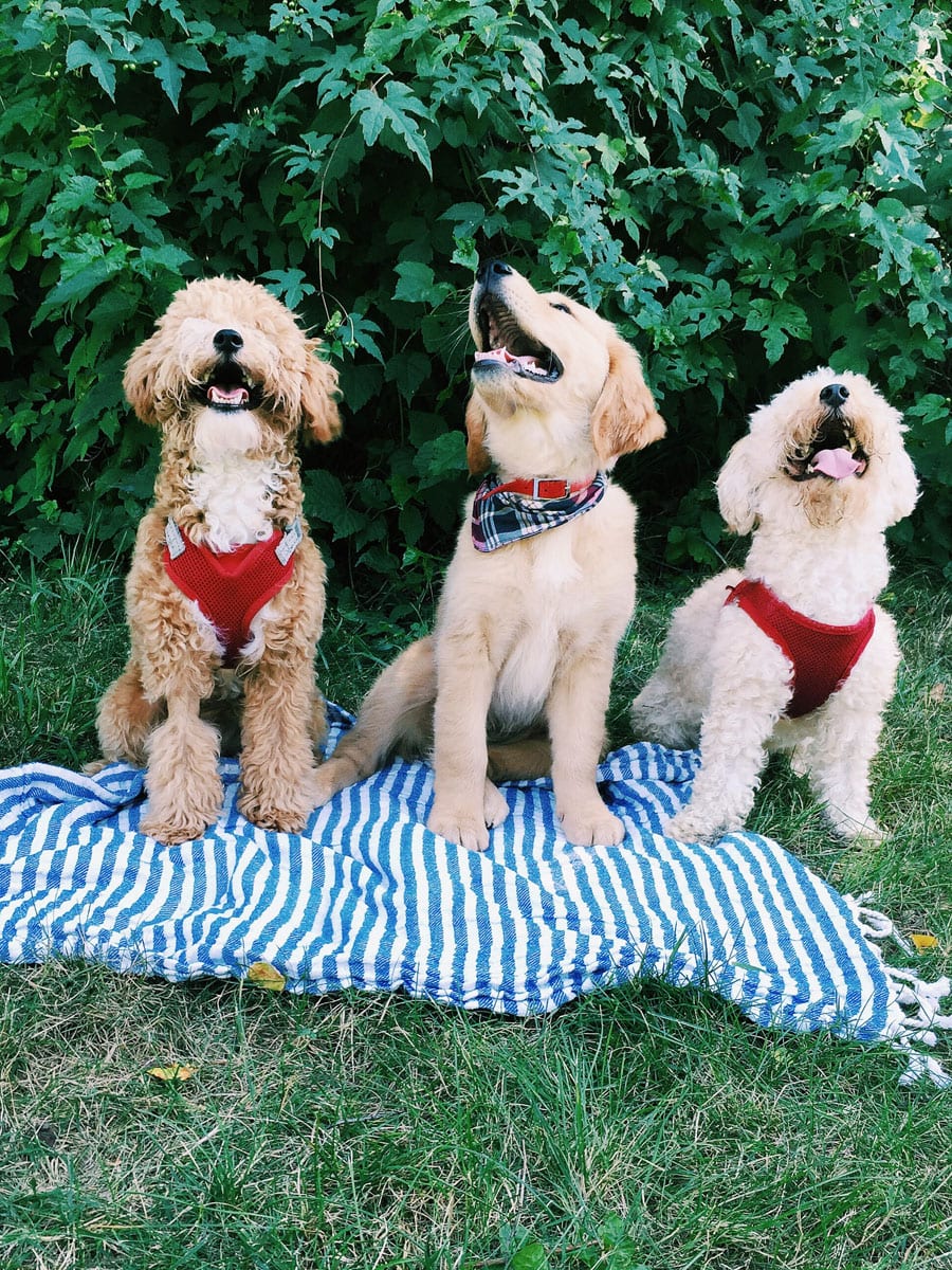 College Prepster's dogs Hamilton and Teddy have a puppy playdate with KJP's golden retriever puppy Bennie.