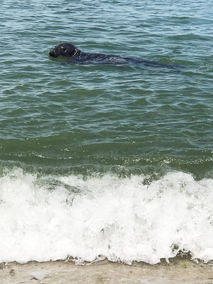 Nantucket Seal