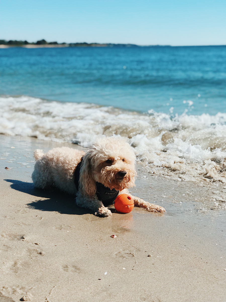 Compo Beach Dog