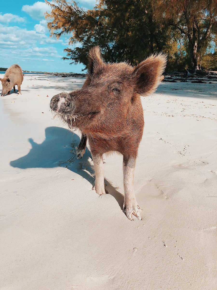 Swimming Pigs in Bahamas