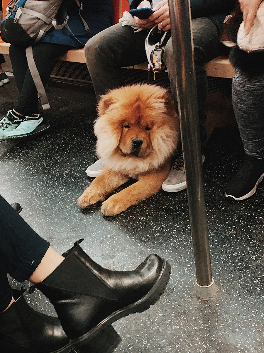 NYC Dogs