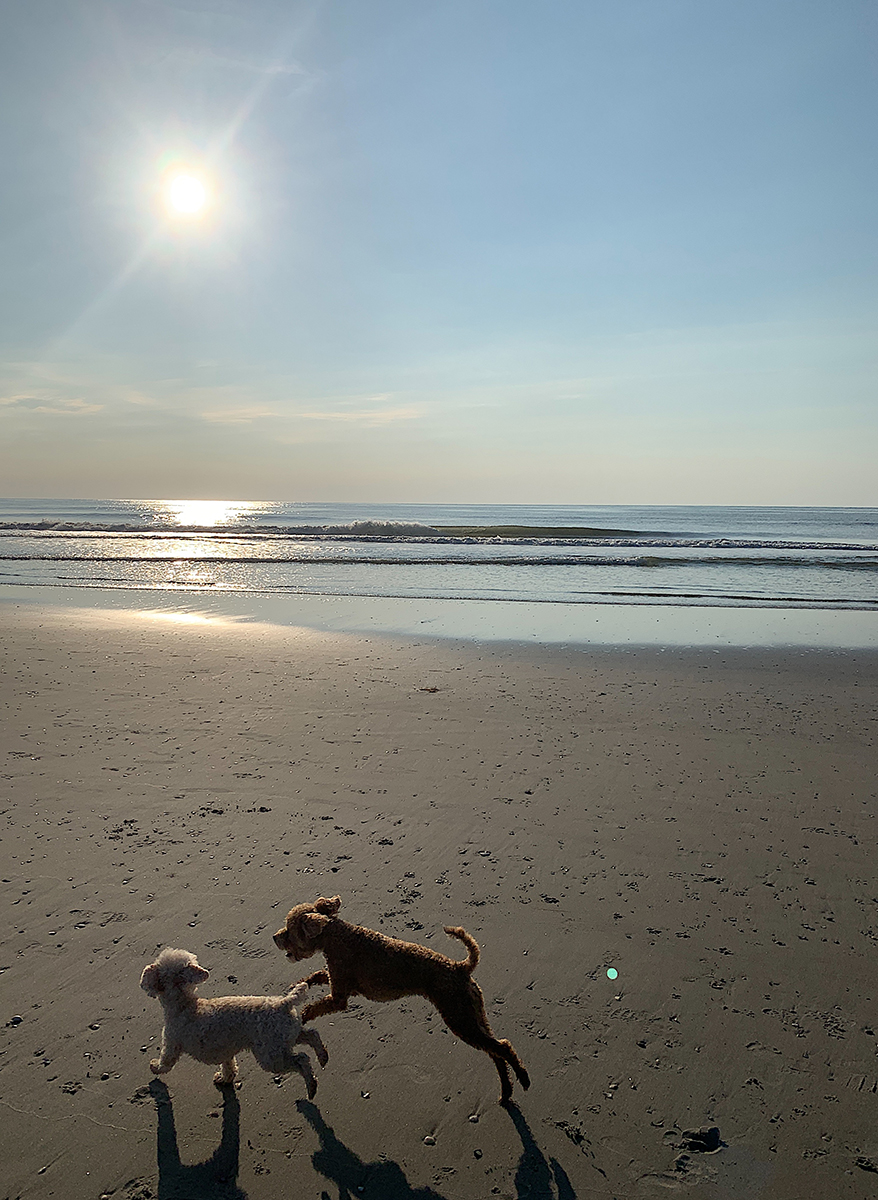 Dogs Beach