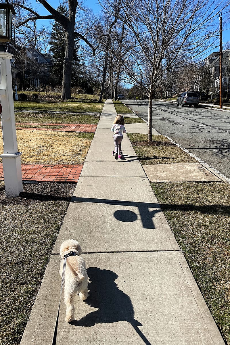 sunny walks with dog