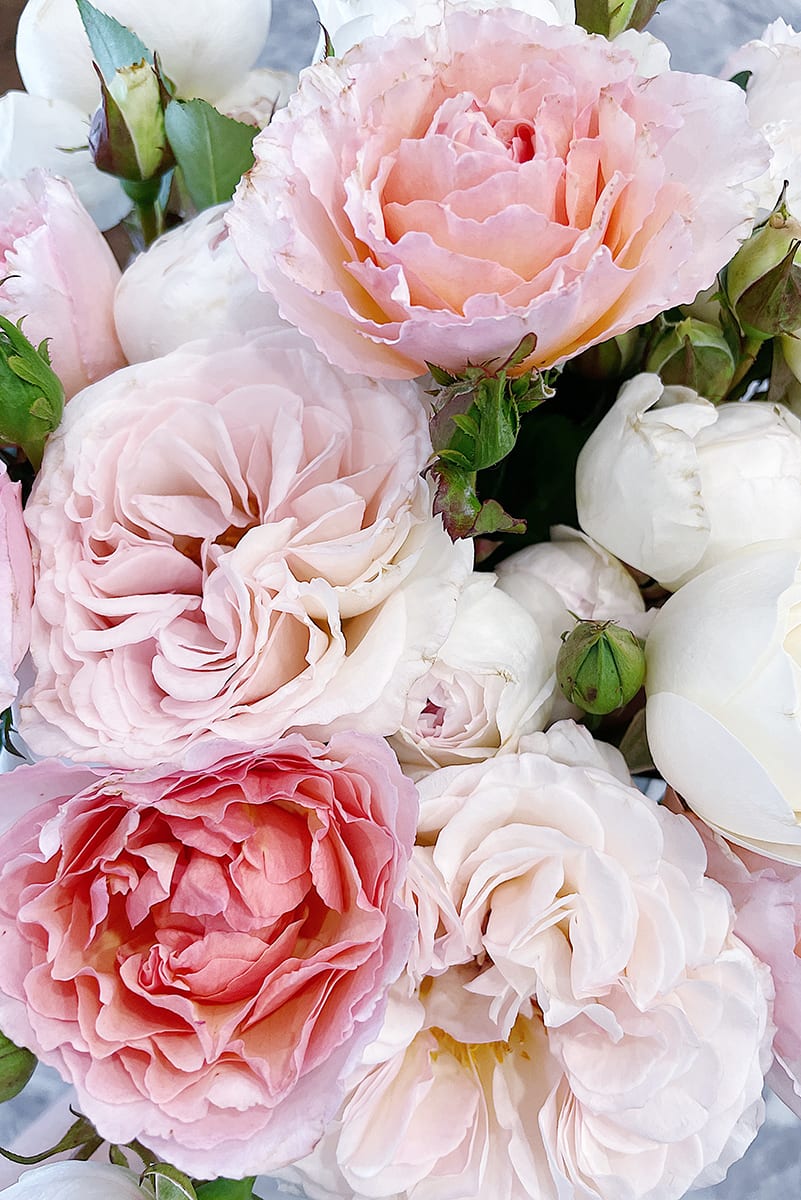 Grace Rose Farms roses | DIARY No.55